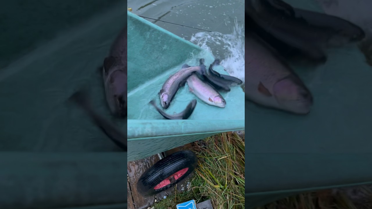 Fischbesatz in Klein-Sibirien.