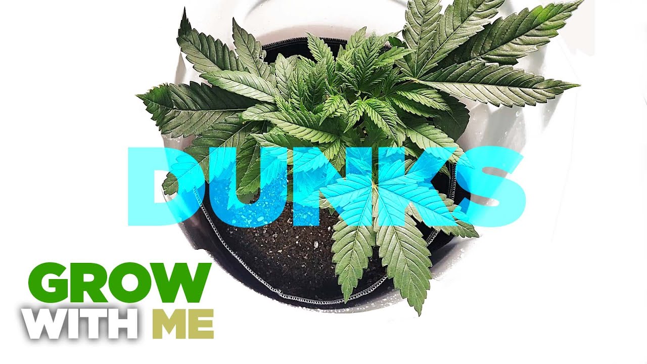 HOLY GRAIL of feeding Cannabis & Weed - The DUNK Technique - How to & When to Feed Nutrients & Water