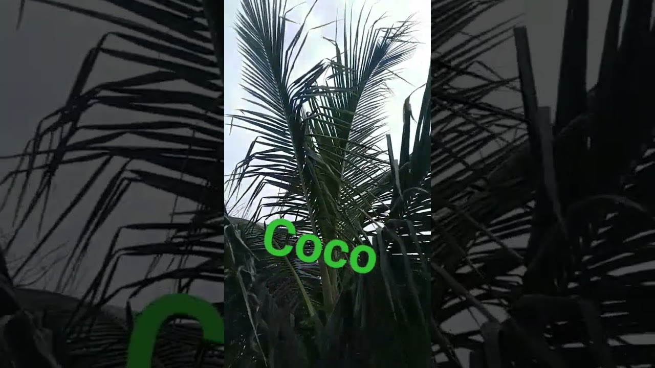 #mata de coco