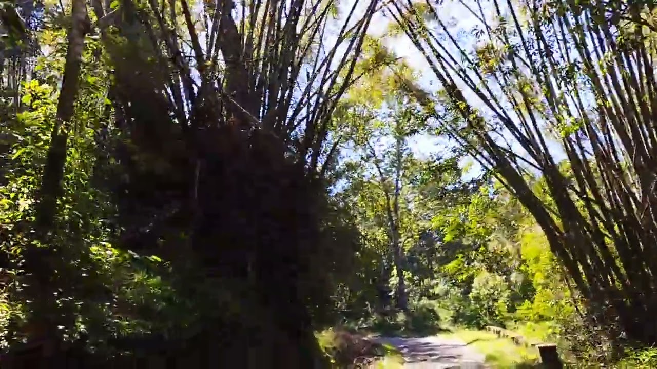 Manambolly - Drive Through Forest