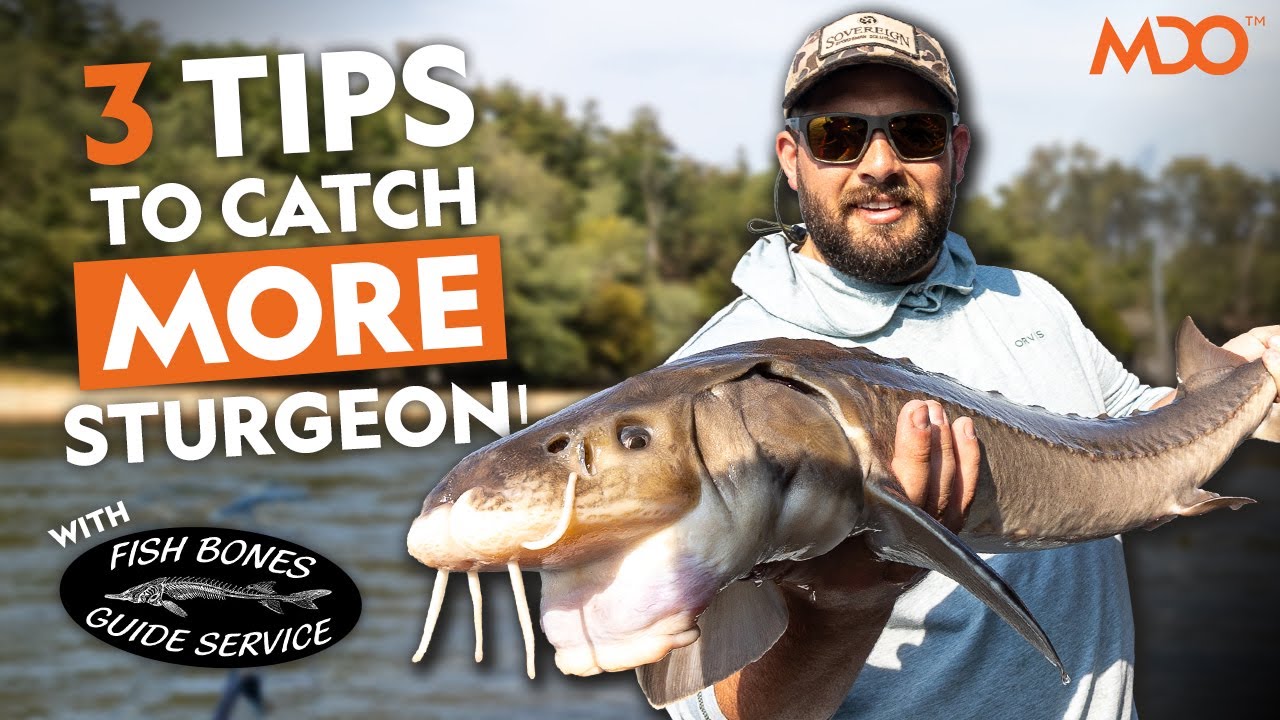 3 TIPS to catch MORE Sturgeon! | Sturgeon Fishing