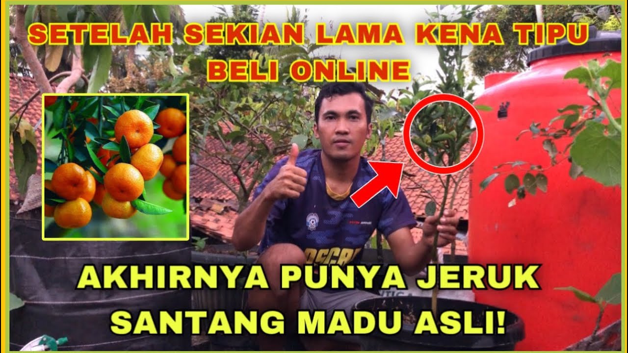 Cara Menanam Jeruk Santang Madu Dari Beli Online
