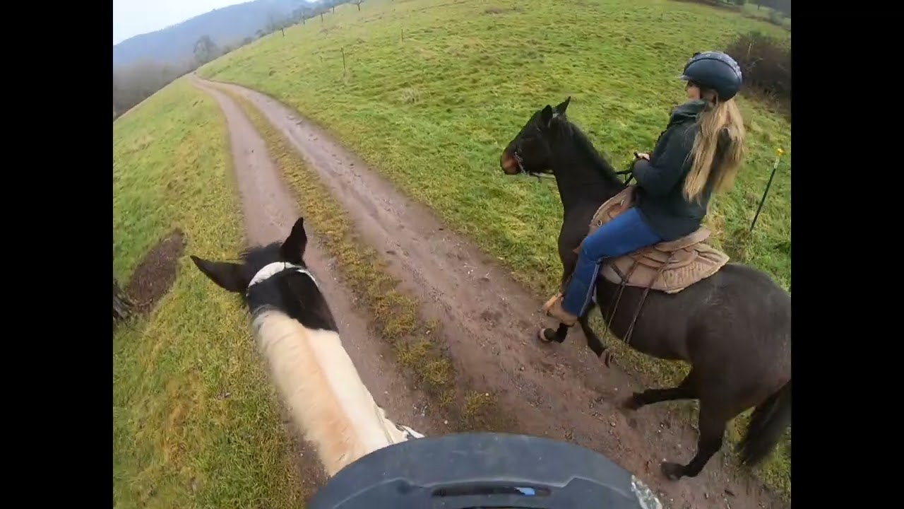 Tölt Training/ Antölten von jungen Gangpferden im Gelände 