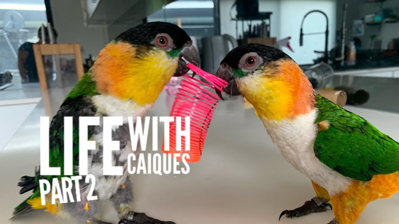 Life with Caique Parrots Part 2