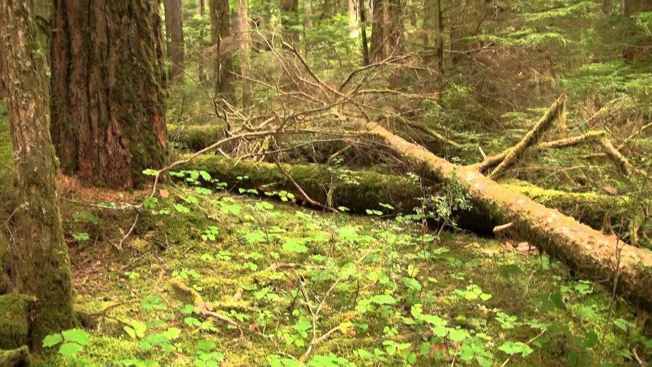 Old-Growth Forest Floor. Первичный лес, субстрат (1510sp)