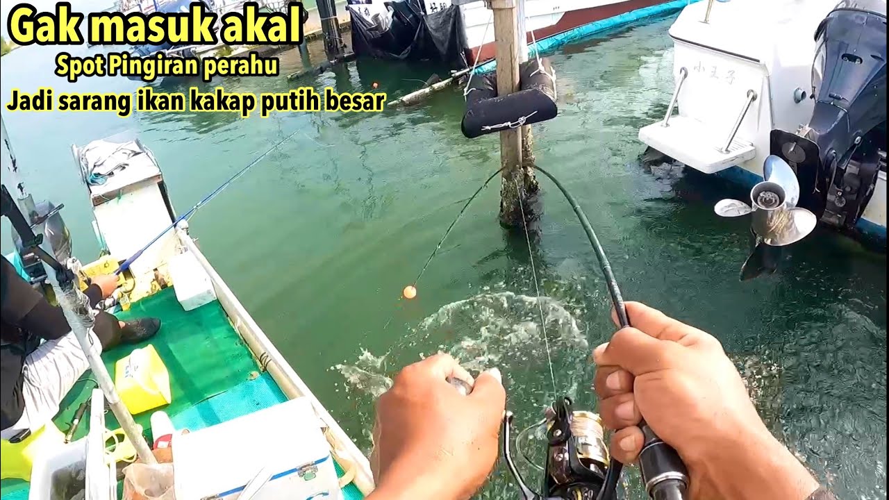 GAK MASUK AKAL‼️SETIAP UMPAN TURUN LANGSUNG DI MAKAN IKAN KAKAP PUTIH BESAR 