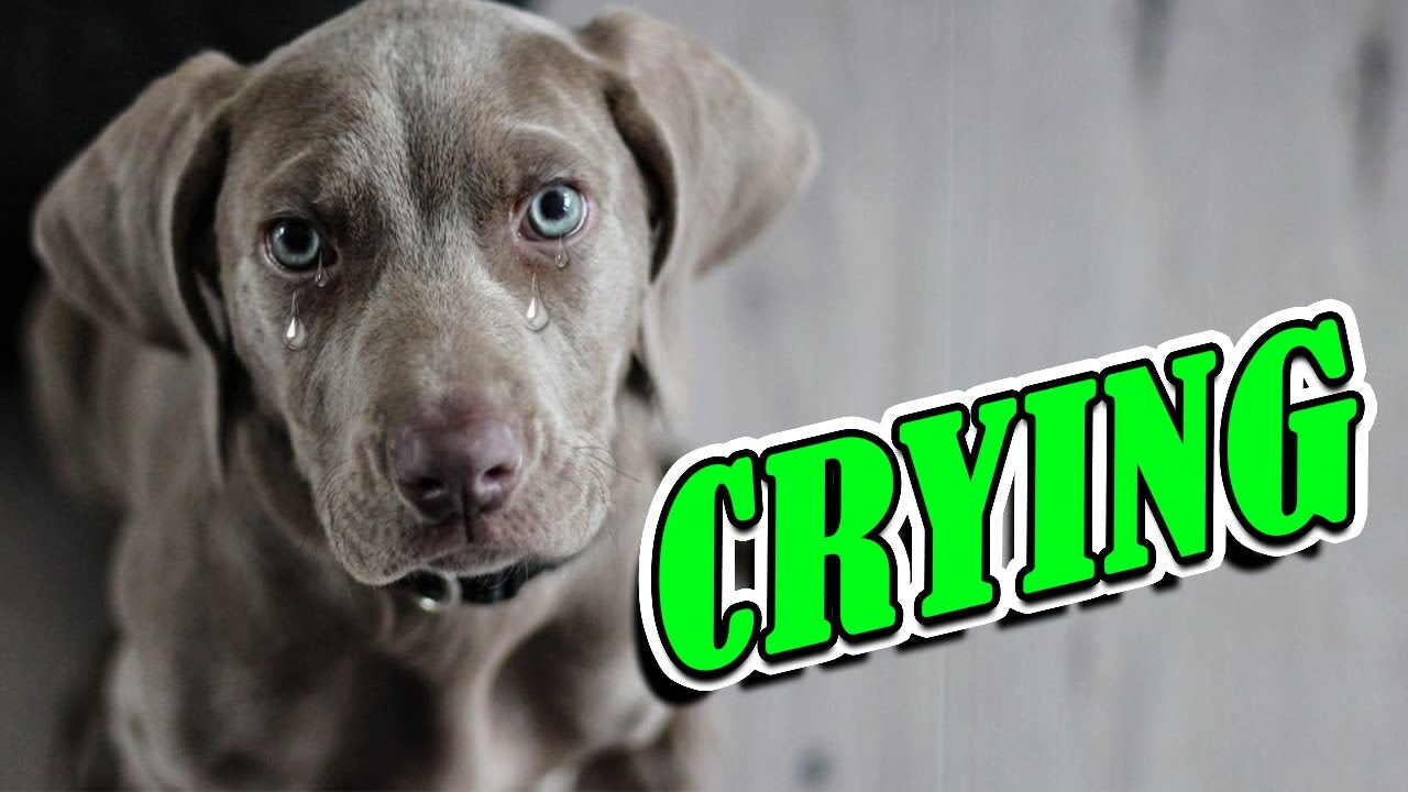 Dog Crying and Whining Loud - Sound Effects of 5 Crying Dogs