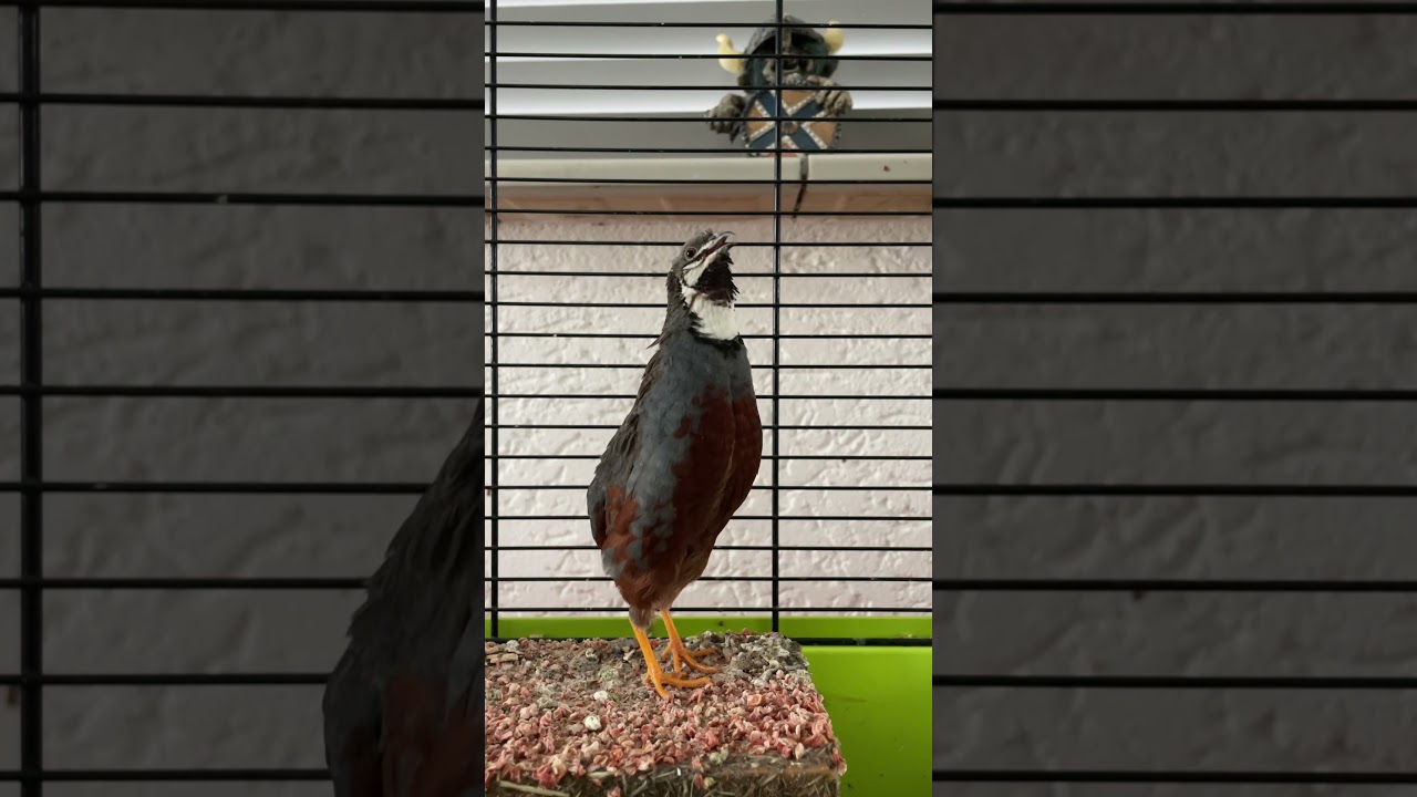 Geluid Chinese dwergkwartel. Sound Chinese King Quail Male