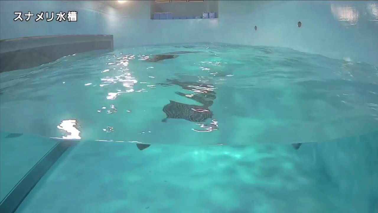 みやじマリン　スナメリ水槽