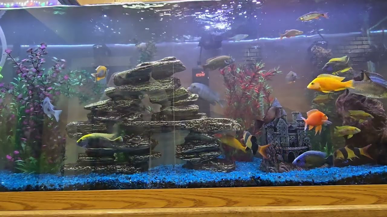 School Aquarium Water Change 