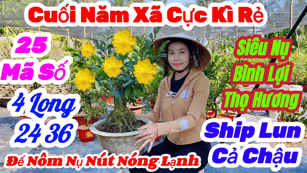 🌼26/1☎️0375 242 517👉Kim Nở🌲Mai Vàng Giá Rẻ🌲Xã 25 Mã Số Nhiều Giống Đế Nôm Nụ Khủng Khiếp Giá Cực Rẻ 