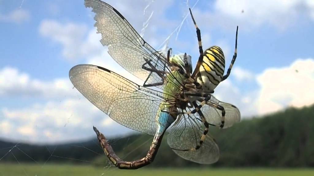 ナガコガネグモのギンヤンマ捕食