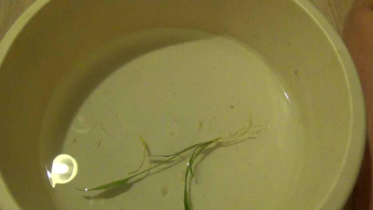 Cryptocoryne nevilli
