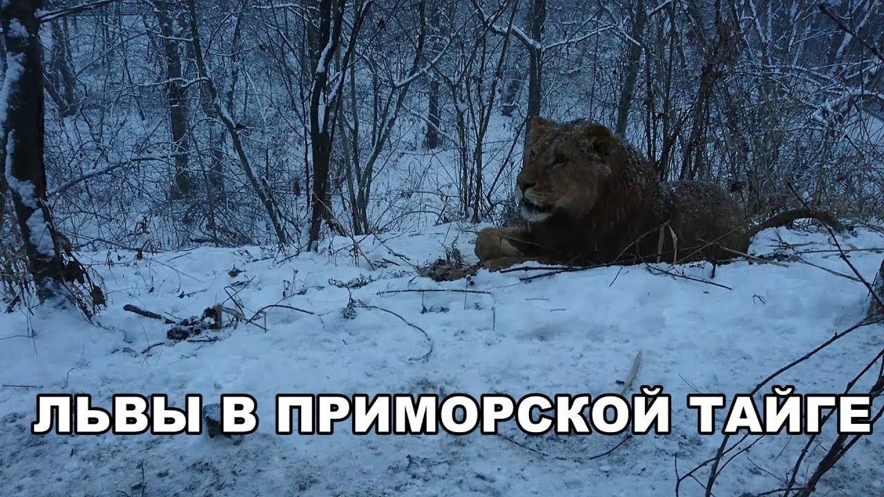 ЛЬВЫ В ПРИМОРСКОЙ ТАЙГЕ