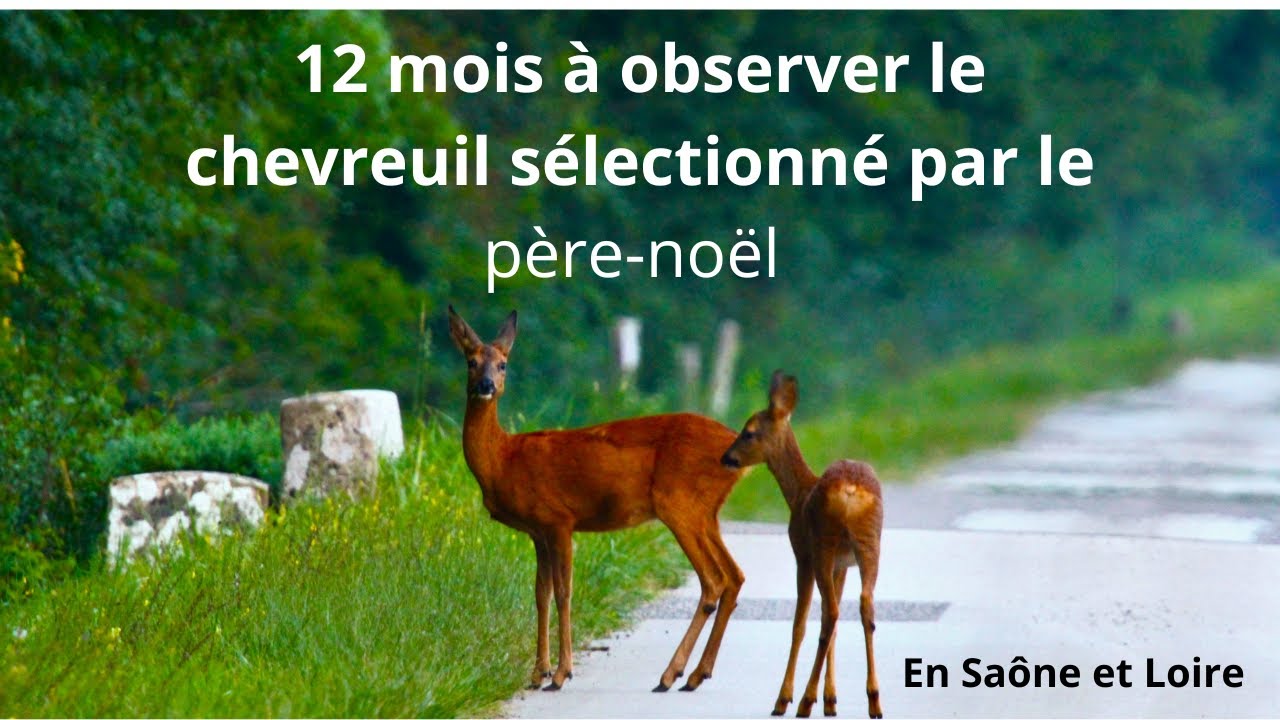 12 mois à observer autour de chez moi !