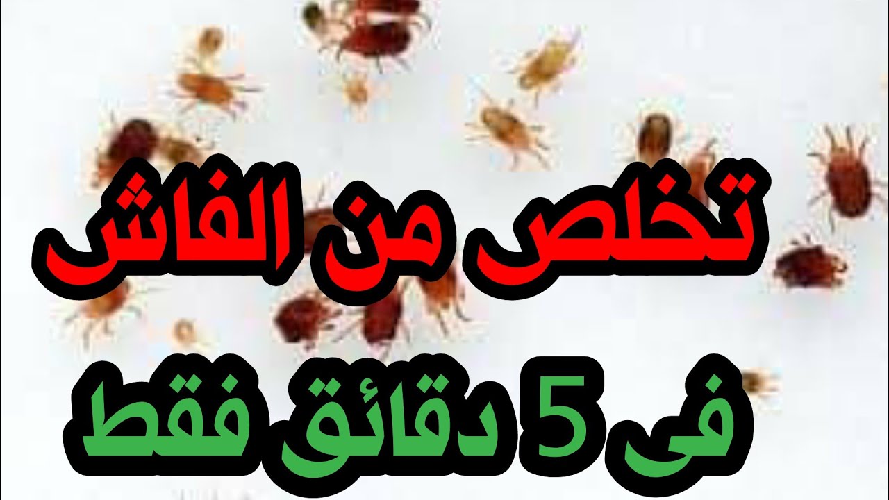اسهل طريقه للتخلص من القمل او الفاش في نفس الوقت فوراً بدون إنتظار بأدوات توجد في منزلك#طيور #الفاش
