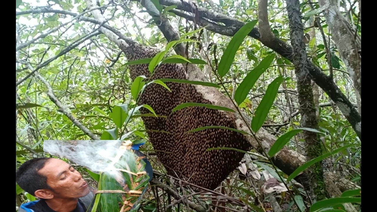 Mengambil madu liar di hutan bakau...