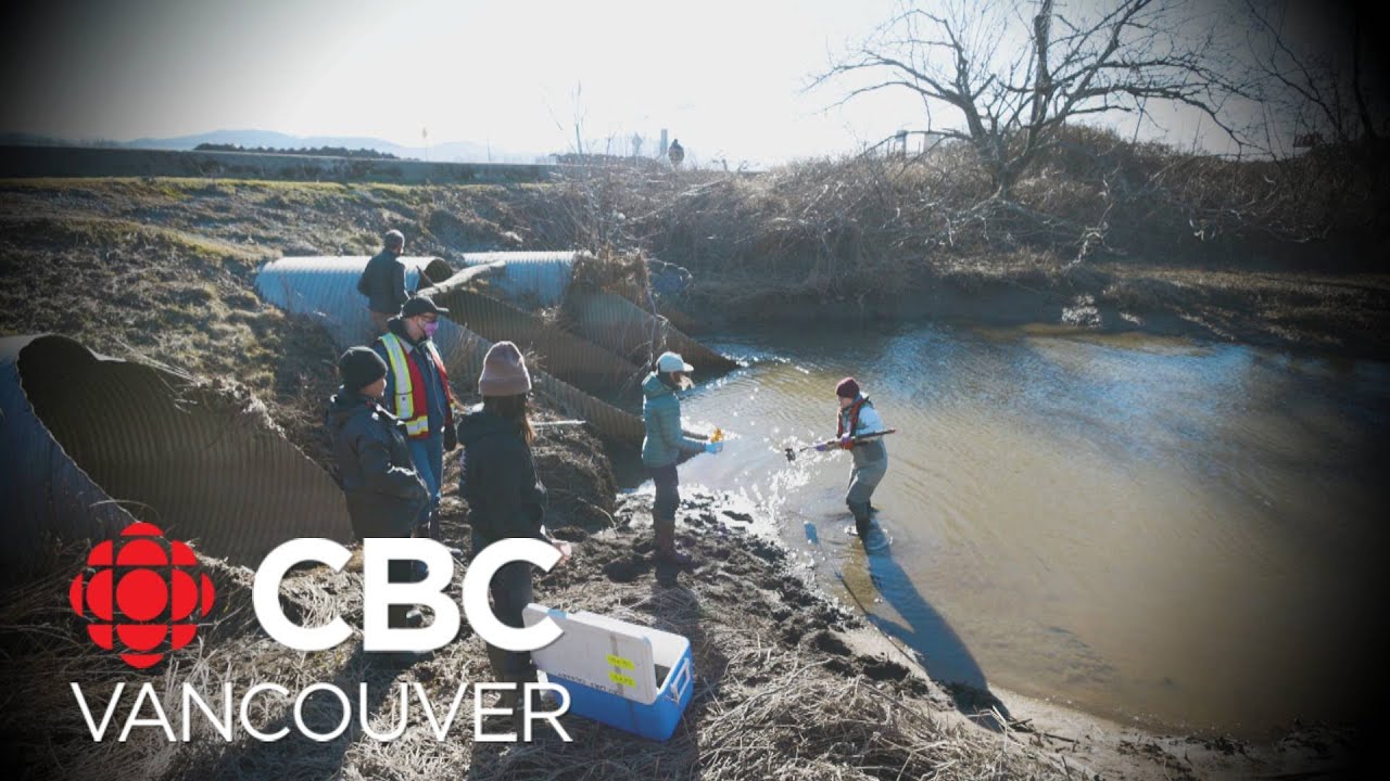Contaminants found in Abbotsford fish habitat after 2021 flooding: study