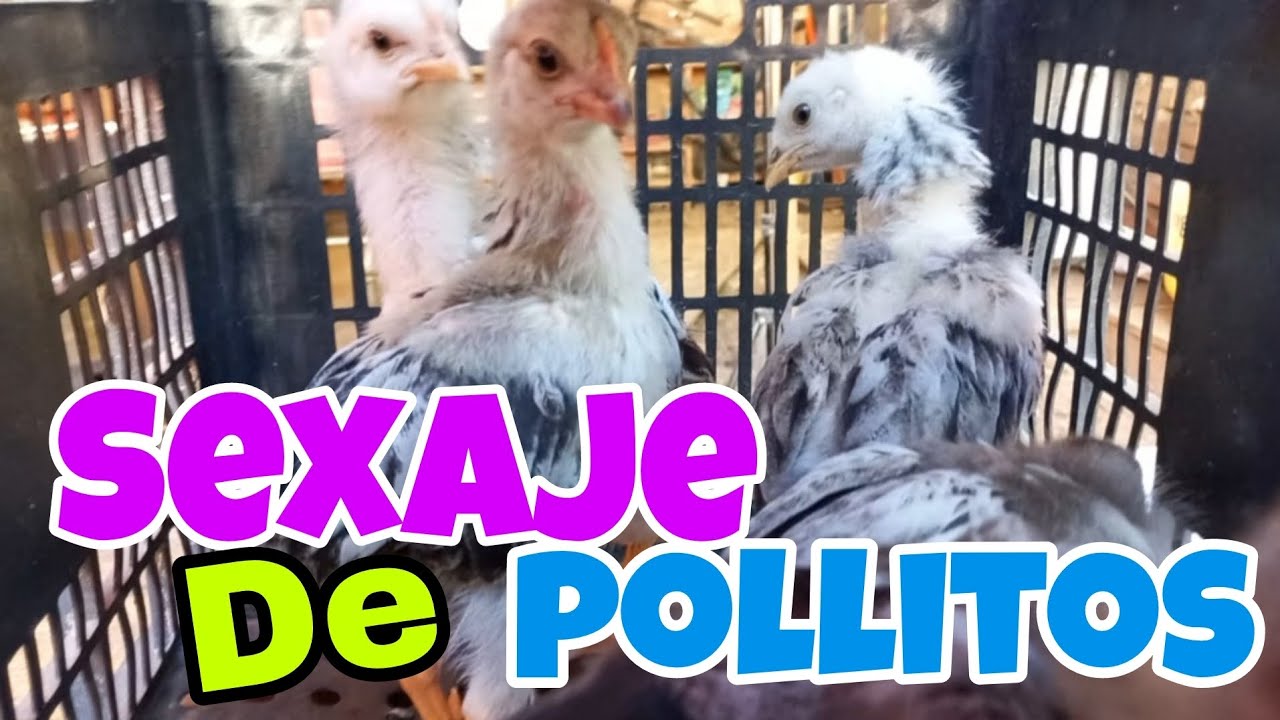 Aquí te dejo la sifra exacta de los pollitos que tenemos, más sexaje 👌😁💚🌍💙