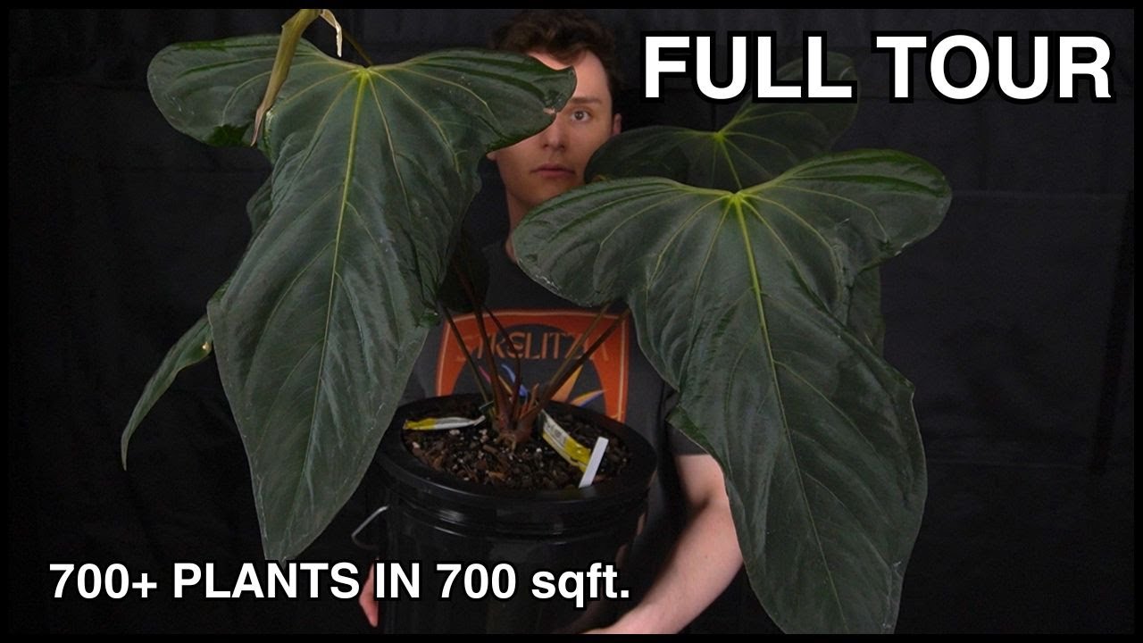 Full Houseplant Tour: Anthurium and More Summer 2025