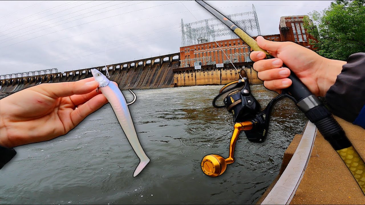I Tossed a HUGE Swimbait Below the Dam and Caught THIS!!