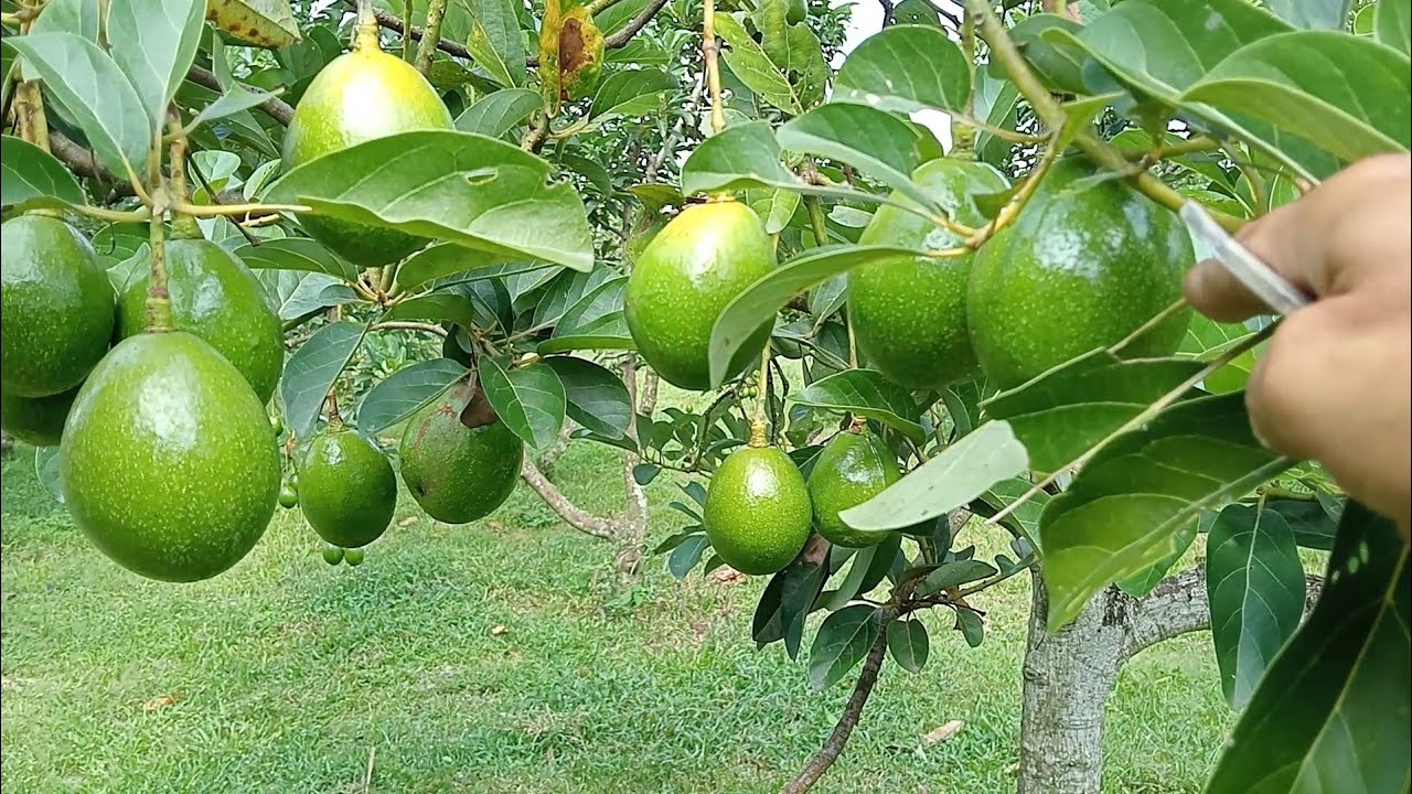 🥑🥑Liburan dikebun sambil petik buah alpukat.