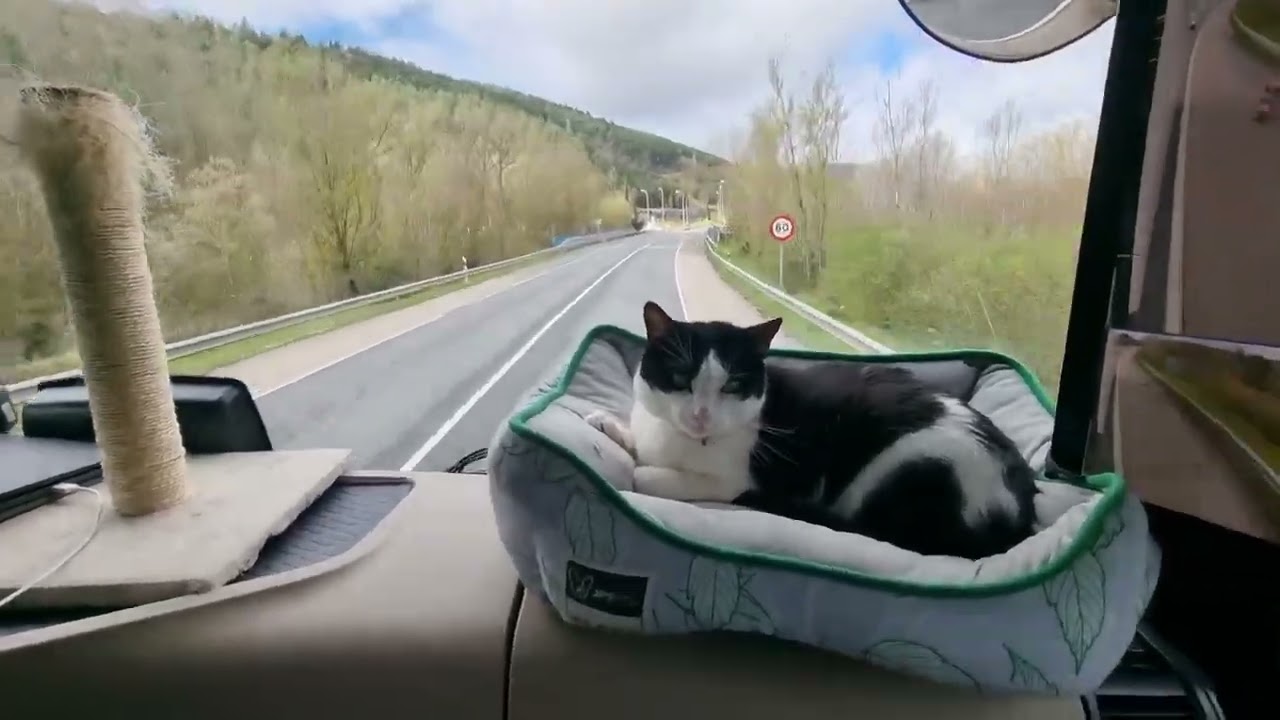 Elis gatita camionera 