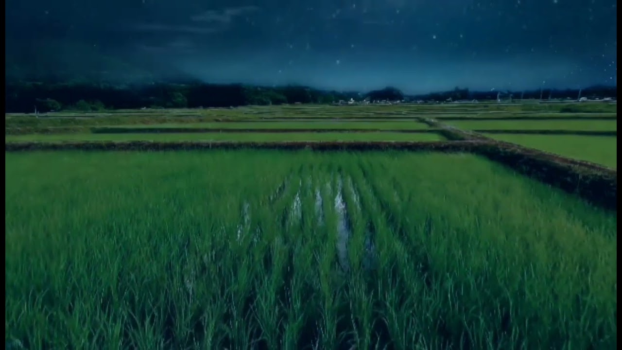 Rice Field Ambience Loop Sleep Inducing Soundscapes