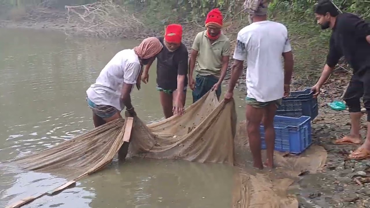 শীতের সকালে পুকুরে জাল দিয়ে মাছ ধরা।