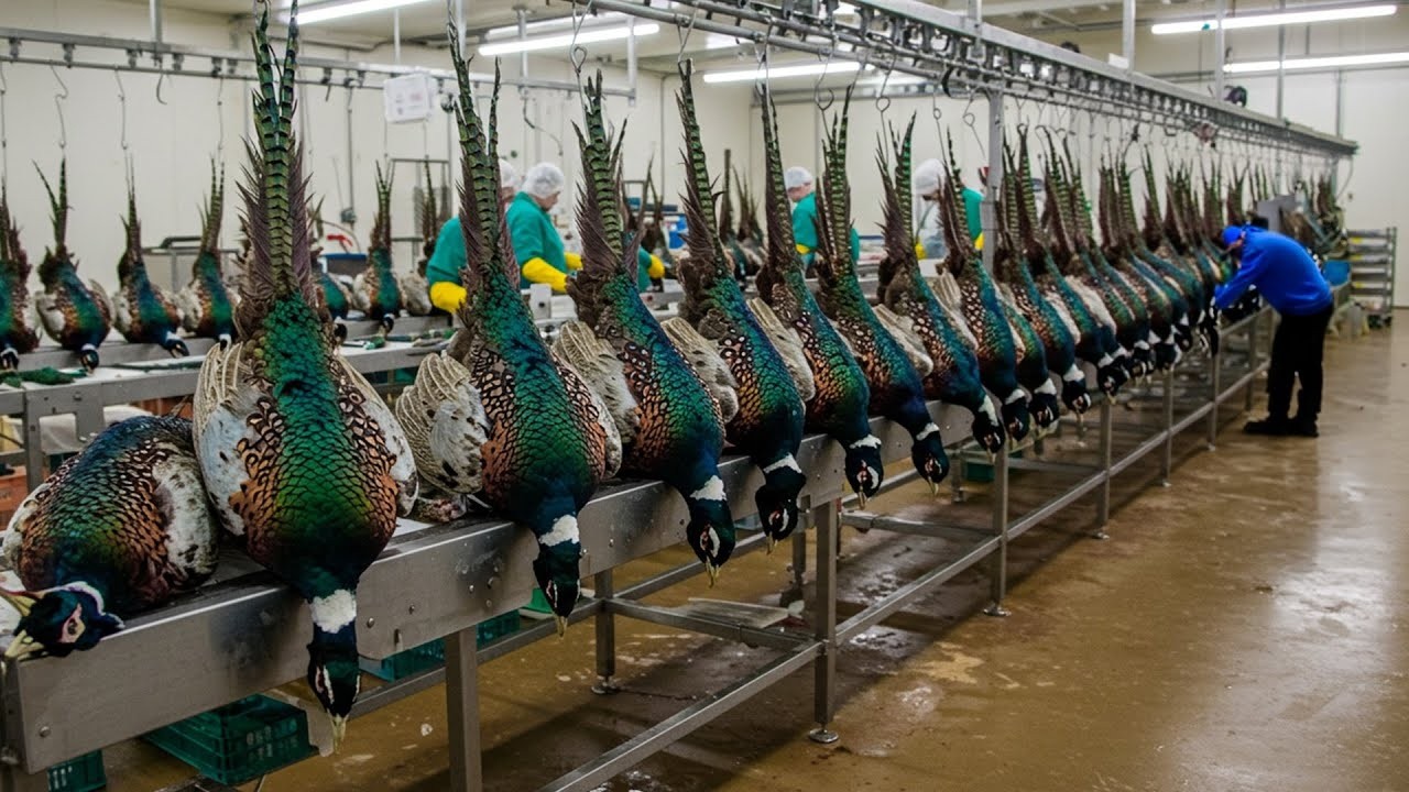 Inside the pheasant Farming Industry: How Millions of pheasants Are Raised and Processed