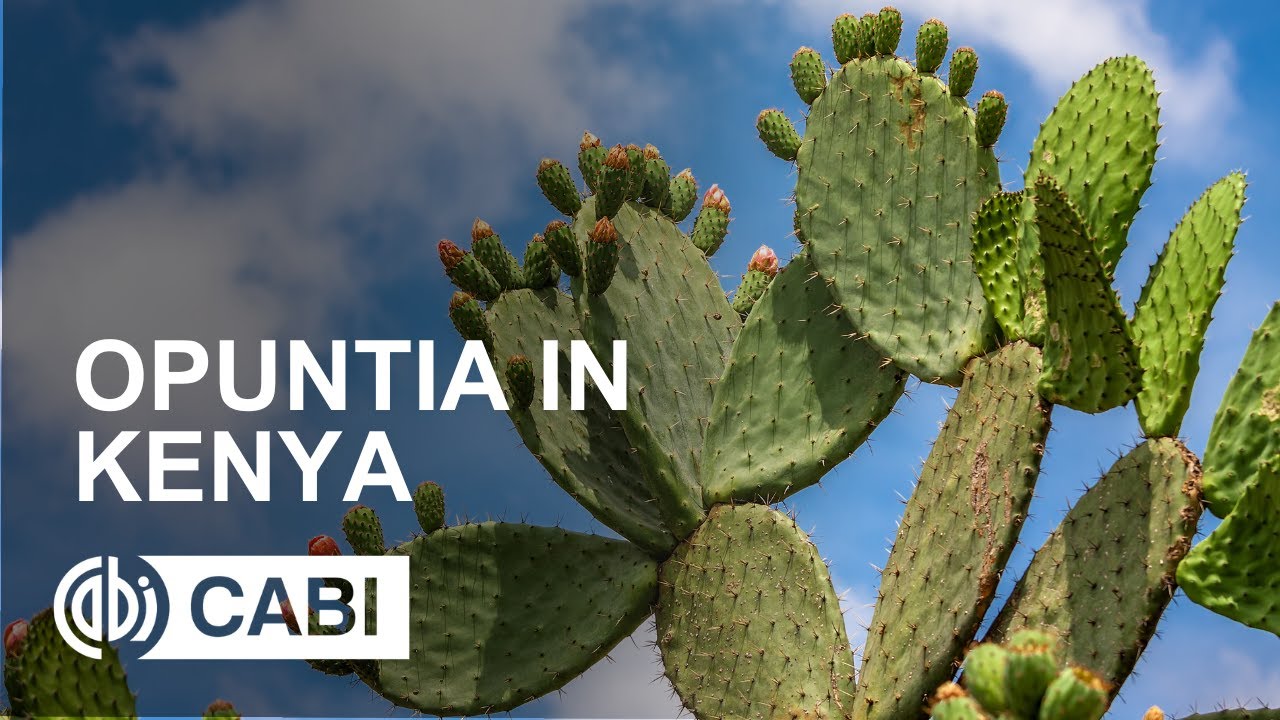 Opuntia in Kenya