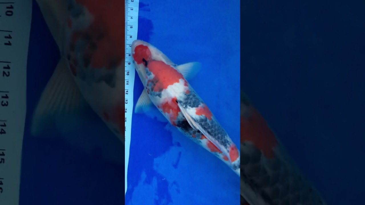 Tategoi Monster Showa offspring