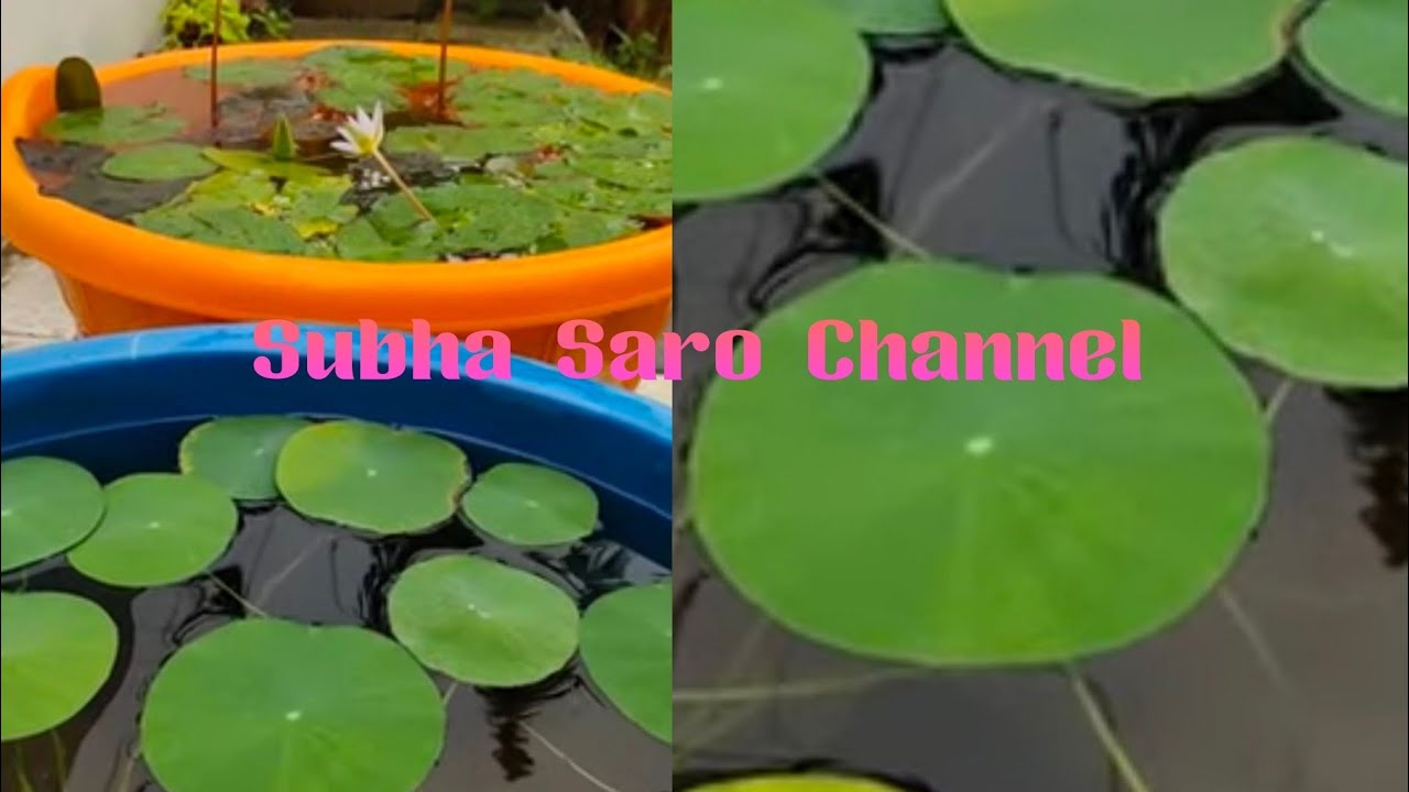 Lotus plant plantation at home in tamil