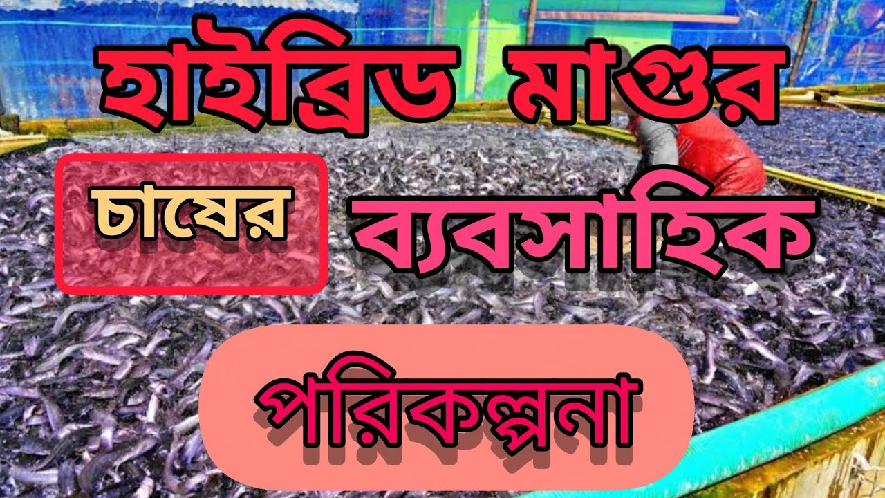 হাইব্রিড মাগুর চাষের আধুনিক ও লাভজনক পদ্ধতি। Profitable Hybrid magur mac chas। মাএ ৩মাসে বাজার জাত। 