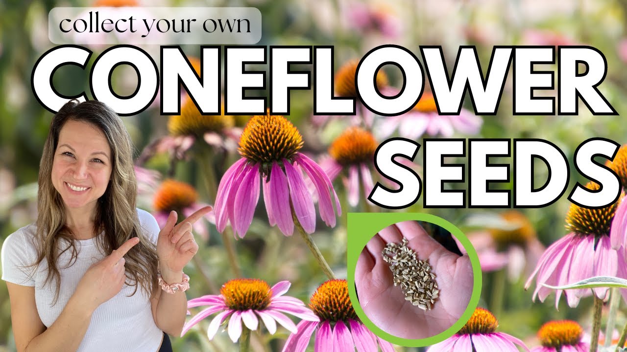 🌸 How to Harvest and Store Your Own Coneflower Seeds (Echinacea) 🌸