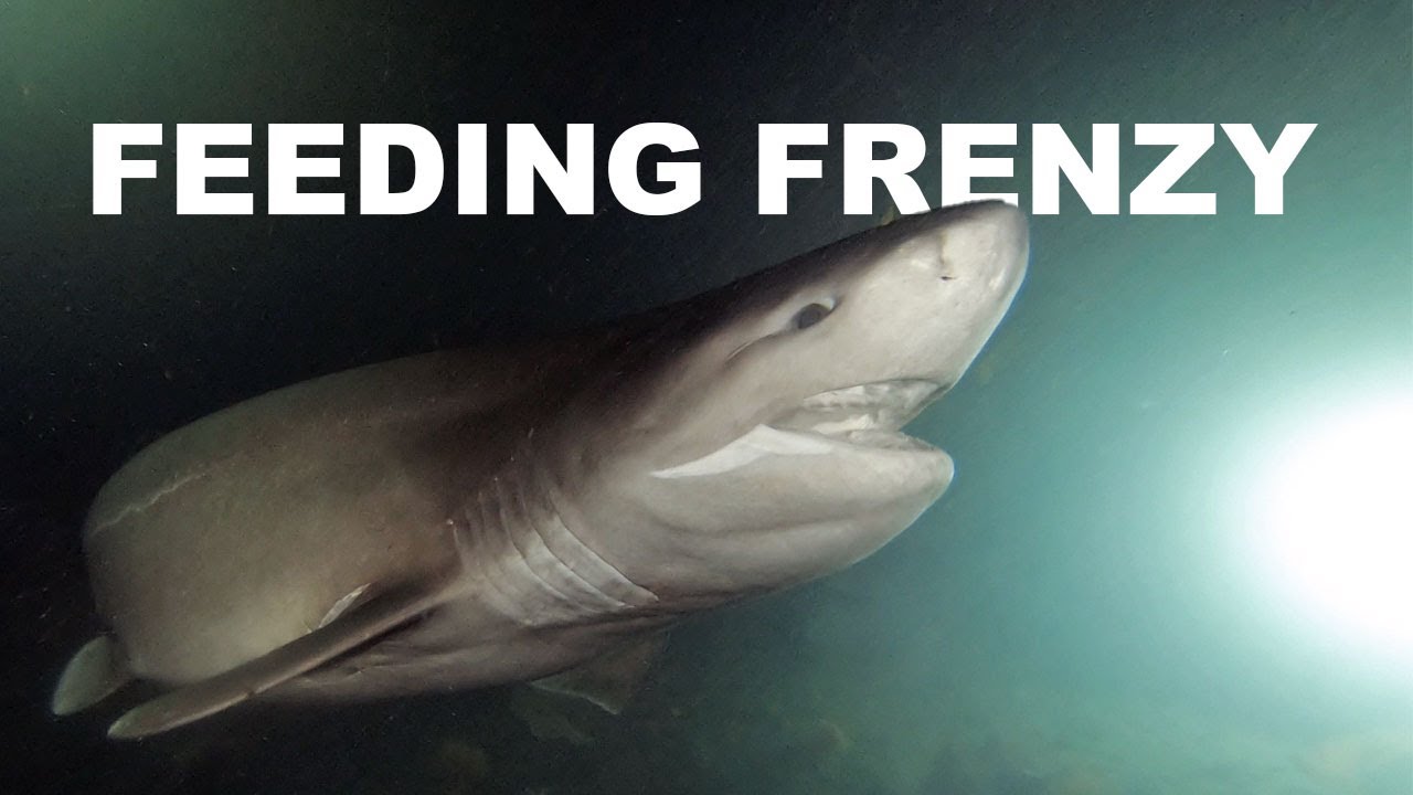 Night diving with hungry sixgill sharks in Seattle, Washington 🦈