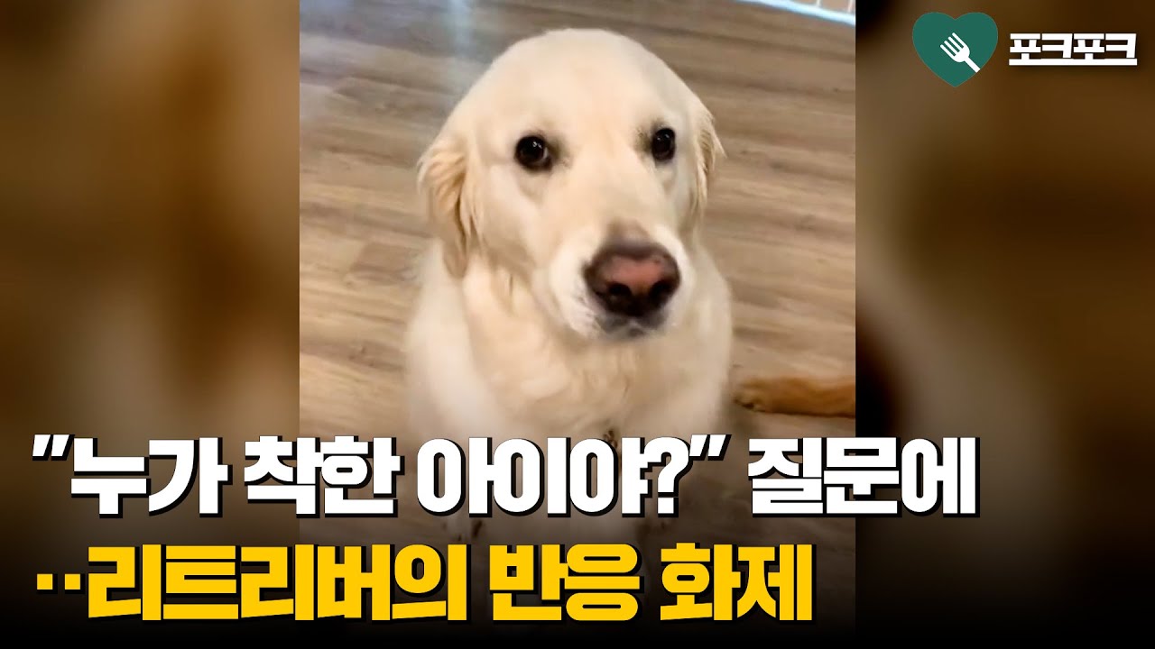 &ldquo;누가 착한 아이냐?&rdquo; 물었더니&hellip;리트리버 답변 화제