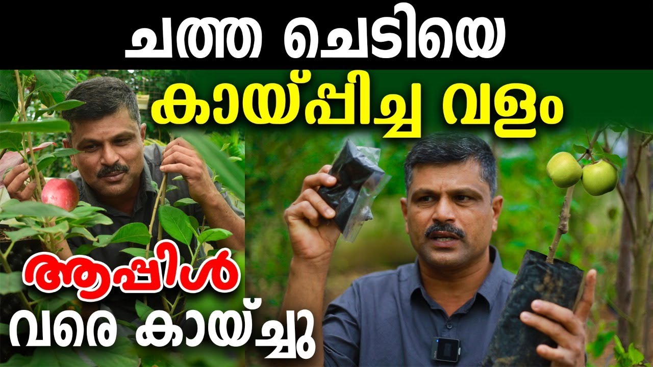 ചത്ത ചെടി വരെ കായ്ക്കുന്ന വളം | ആപ്പിള്‍ പോലും കായ്ച്ചു | വെല്ലുവിളിച്ചവരെ ഞെട്ടിച്ച് ബിജു കട്ടപ്പന
