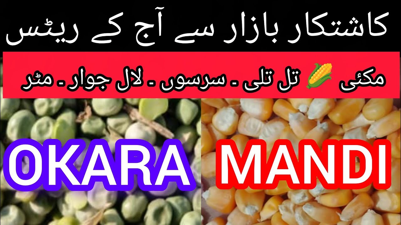 Grain Market Okara Punjab to Maize Sesame Mustard Jowar Peas Rates for 14.03.2026