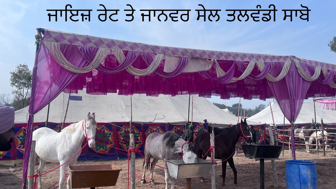 Talwandi sabo horse mela 2026 ਸੇਲ ਵਾਲੇ ਜਾਨਵਰ ਰੇਟ ਸਮੇਤ ਜਾਣਕਾਰੀ #viralvideo #talwandisabo #trending 