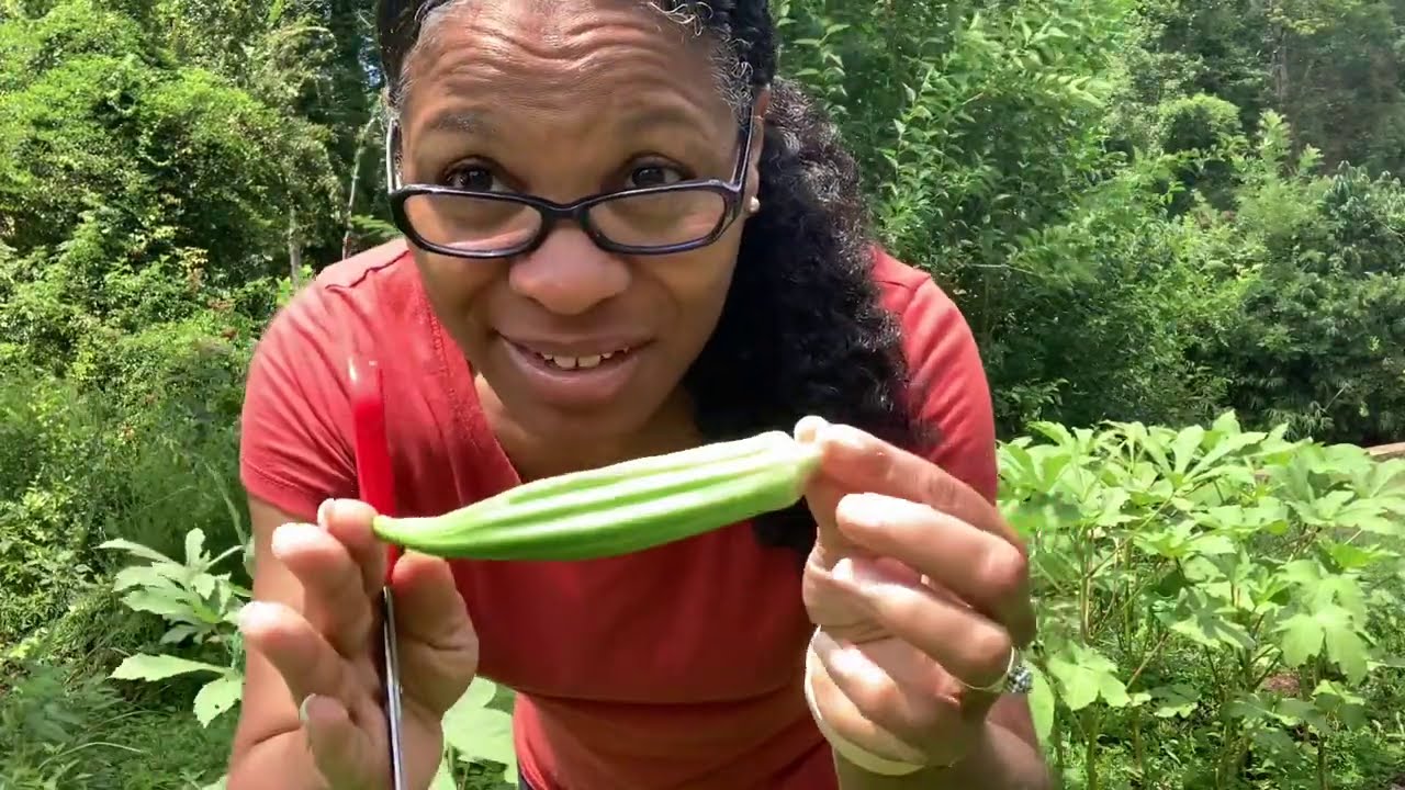 When to harvest okra and fry it up, healthy style (Okra Update)