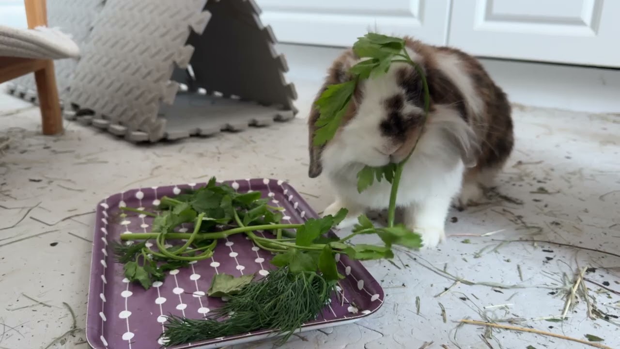 The rabbit is eating fresh greens