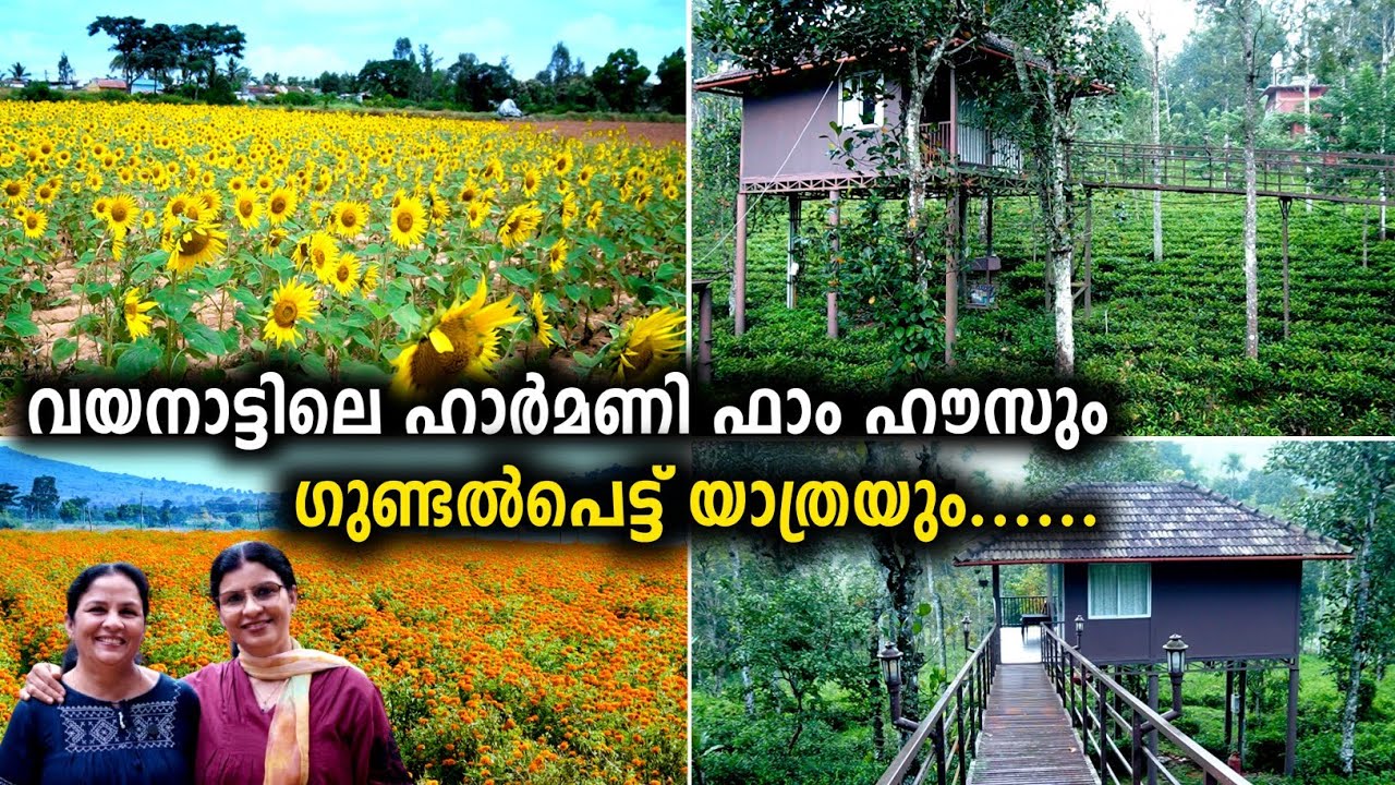 വയനാട്ടിലെ ഹാർമണി ഫാം ഹൗസും ഗുണ്ടൽപെട്ട് യാത്രയും | Harmony Farm House Wayanad