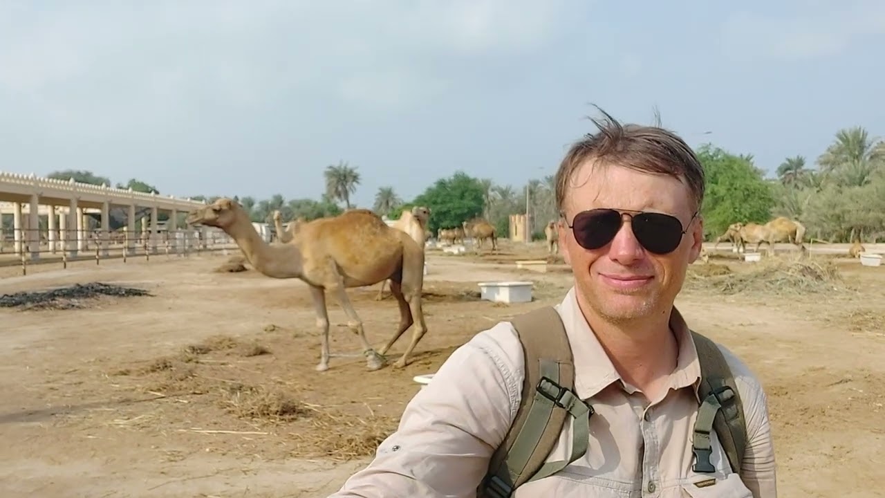 Bahrain camel farm - travel & adventure