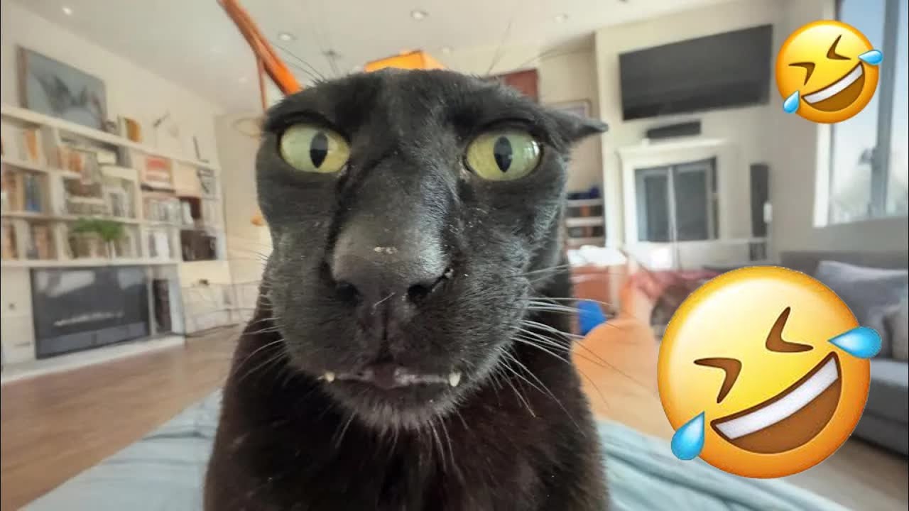 You Laugh You Lose🍁Funniest Dogs and Cats 2026🐶 👩‍🦳 