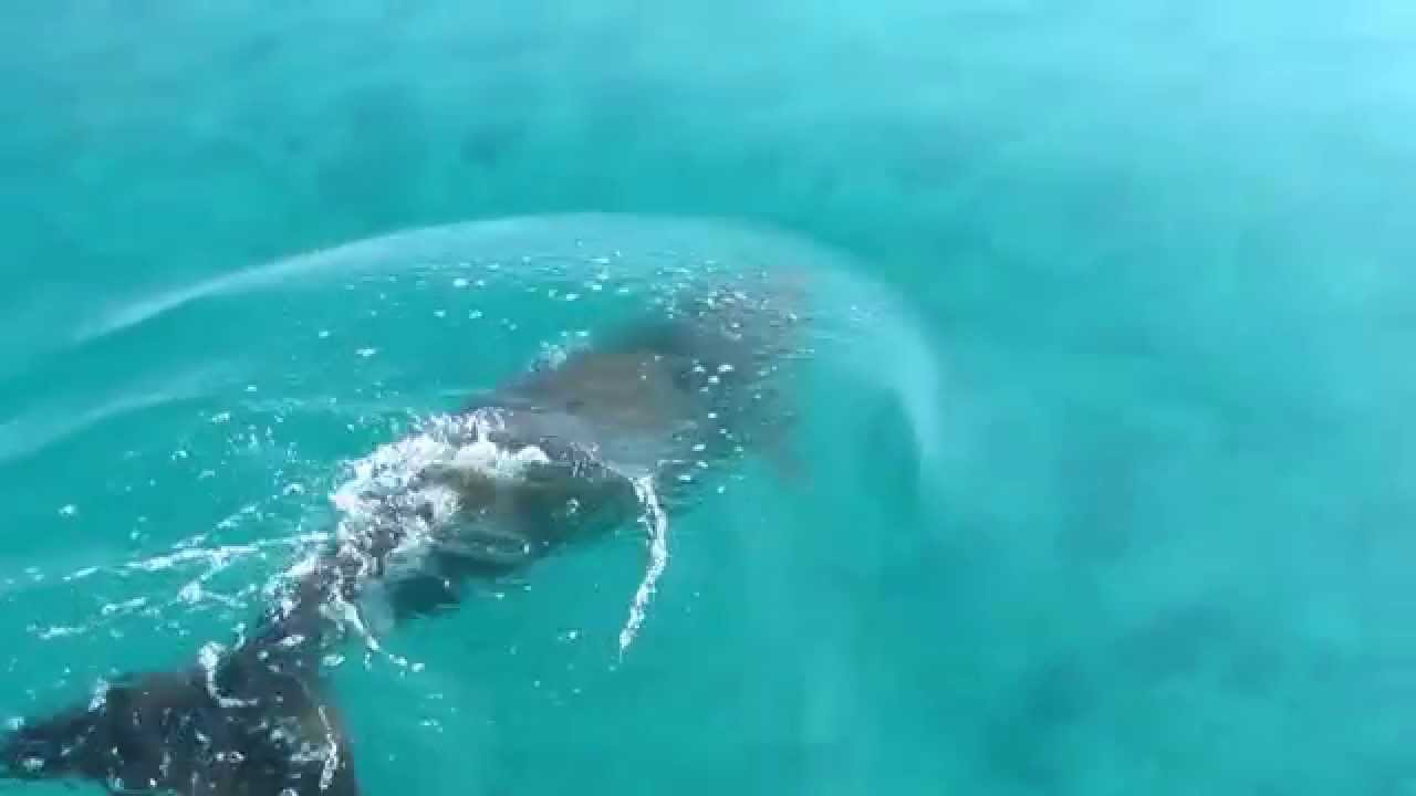 Endangered Species Day- Dugong at Aldabra Atoll