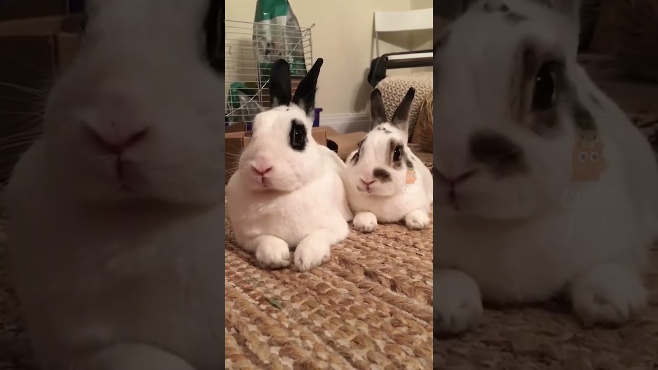 Try not to laugh! 😂 #funny #animalvideos #cute