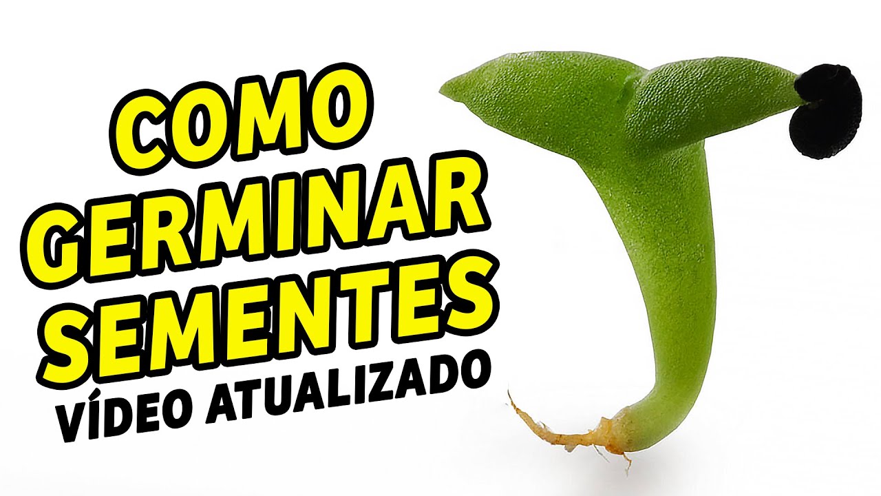 COMO GERMINAR SEMENTES DE CACTOS E SUCULENTAS