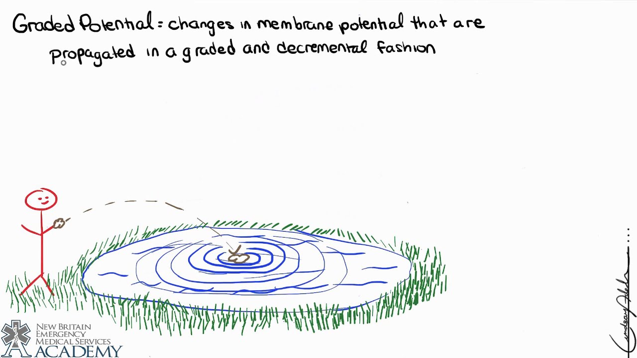 Градуированный потенциал и потенциал действия