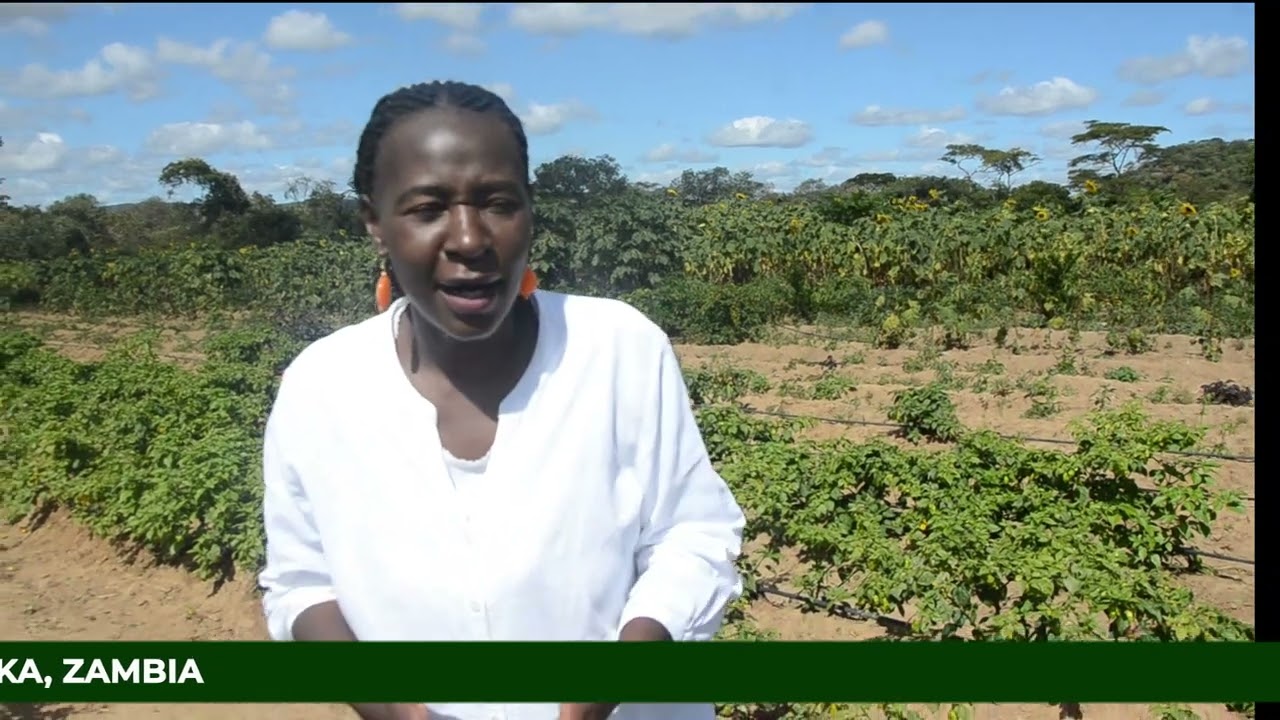 A testimonial from our happy client on our hot pepper varieties.